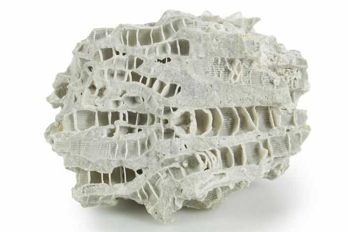 Silurian Dolostone w/ Sparkling Fossil Coral (Fletcheria) - Ohio #346081